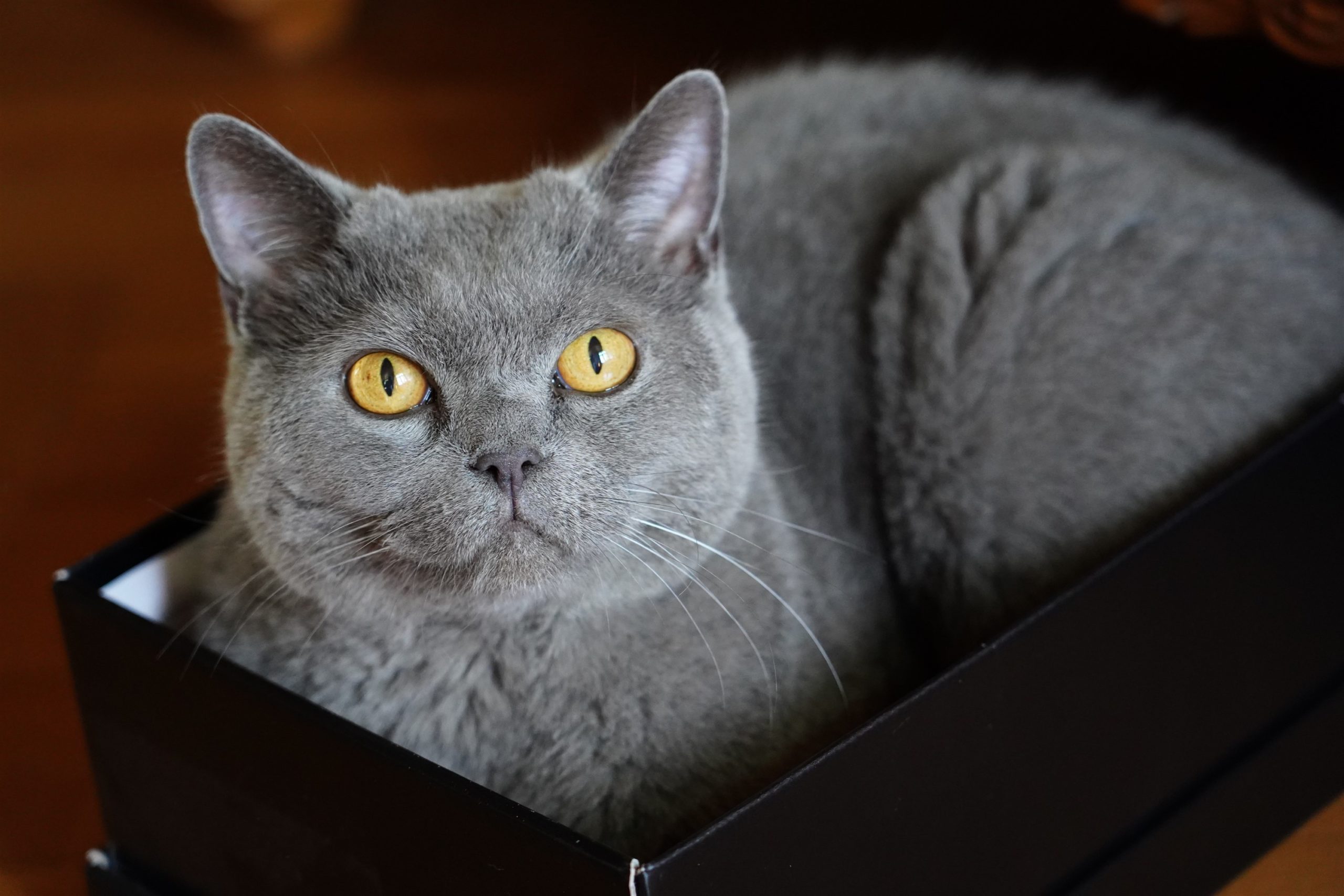 DSC01268 Portretfotografie kat